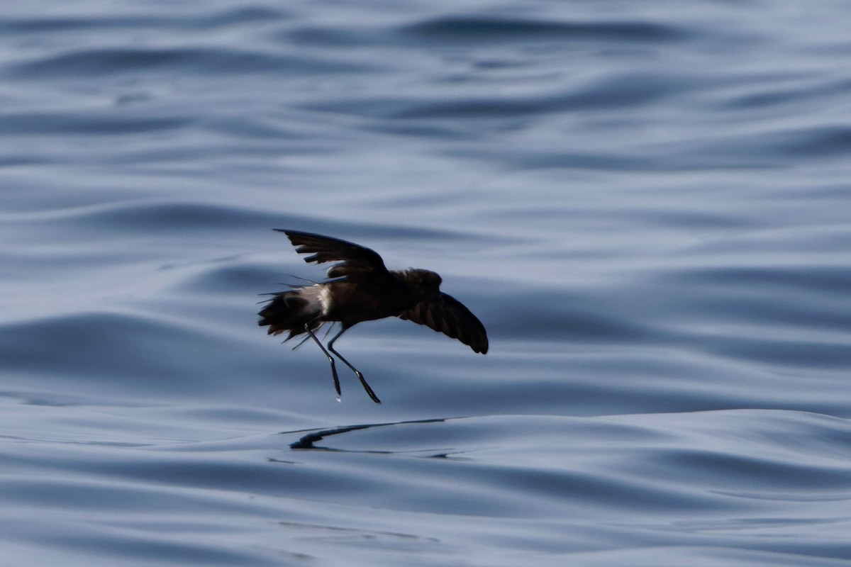 Wilson's Storm-Petrel - Simon Lloyd