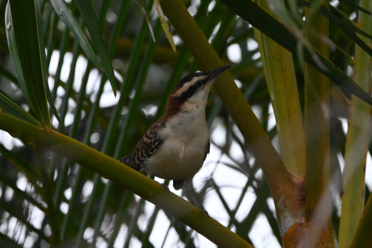 Rufous-naped Wren - ML622652836