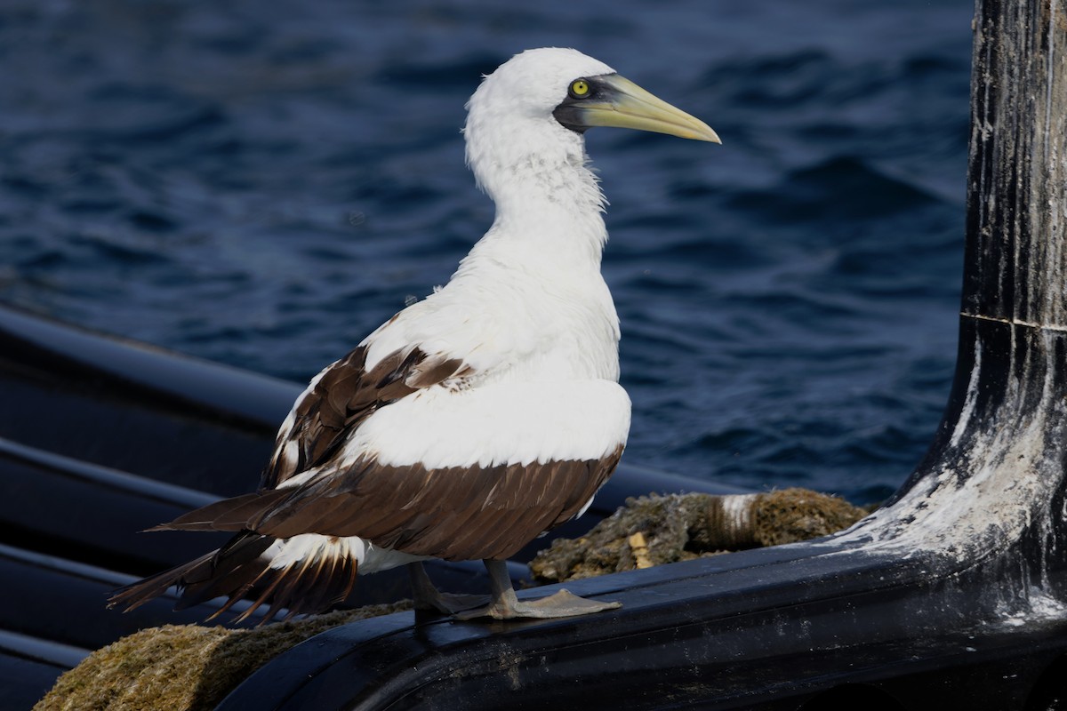 Masked Booby - Simon Lloyd