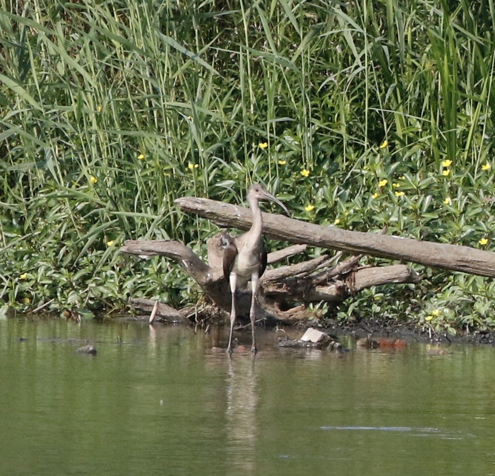 White Ibis - ML622652890