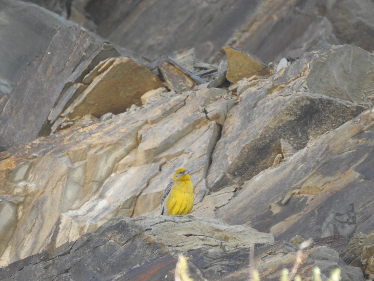 Bright-rumped Yellow-Finch - ML622652897