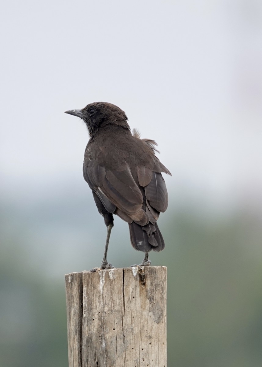 Northern Anteater-Chat - ML622652900