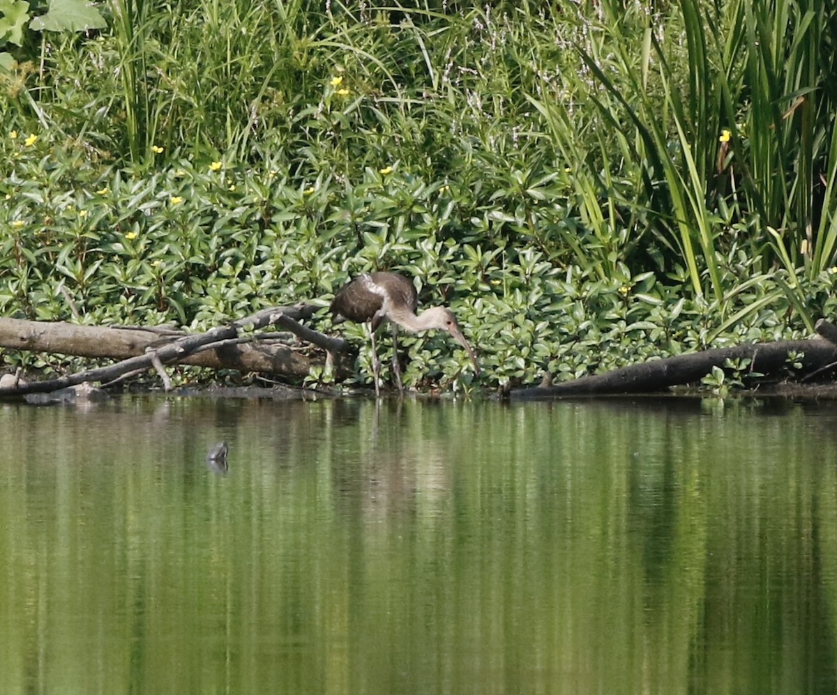 White Ibis - ML622652904