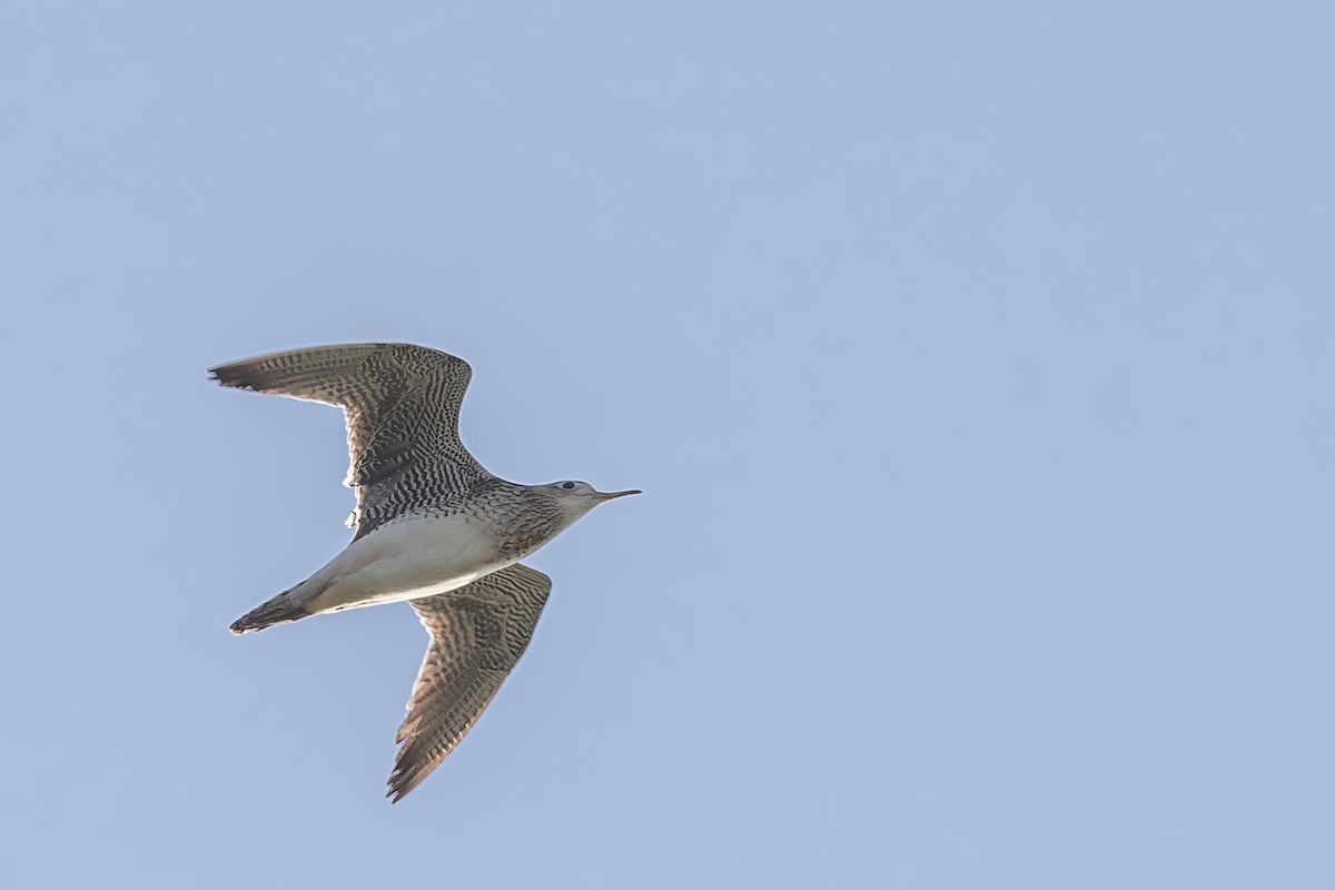 Upland Sandpiper - ML622652950