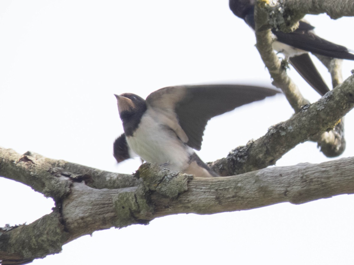 Barn Swallow - ML622652954