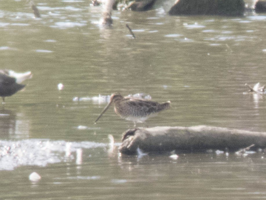 Common Snipe - ML622652974