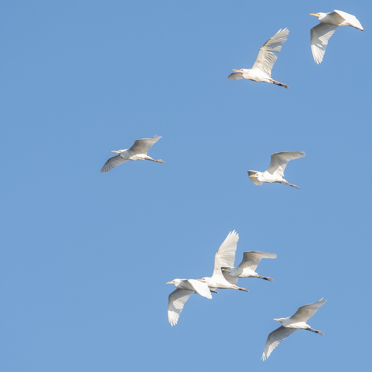 Western Cattle Egret - ML622652999