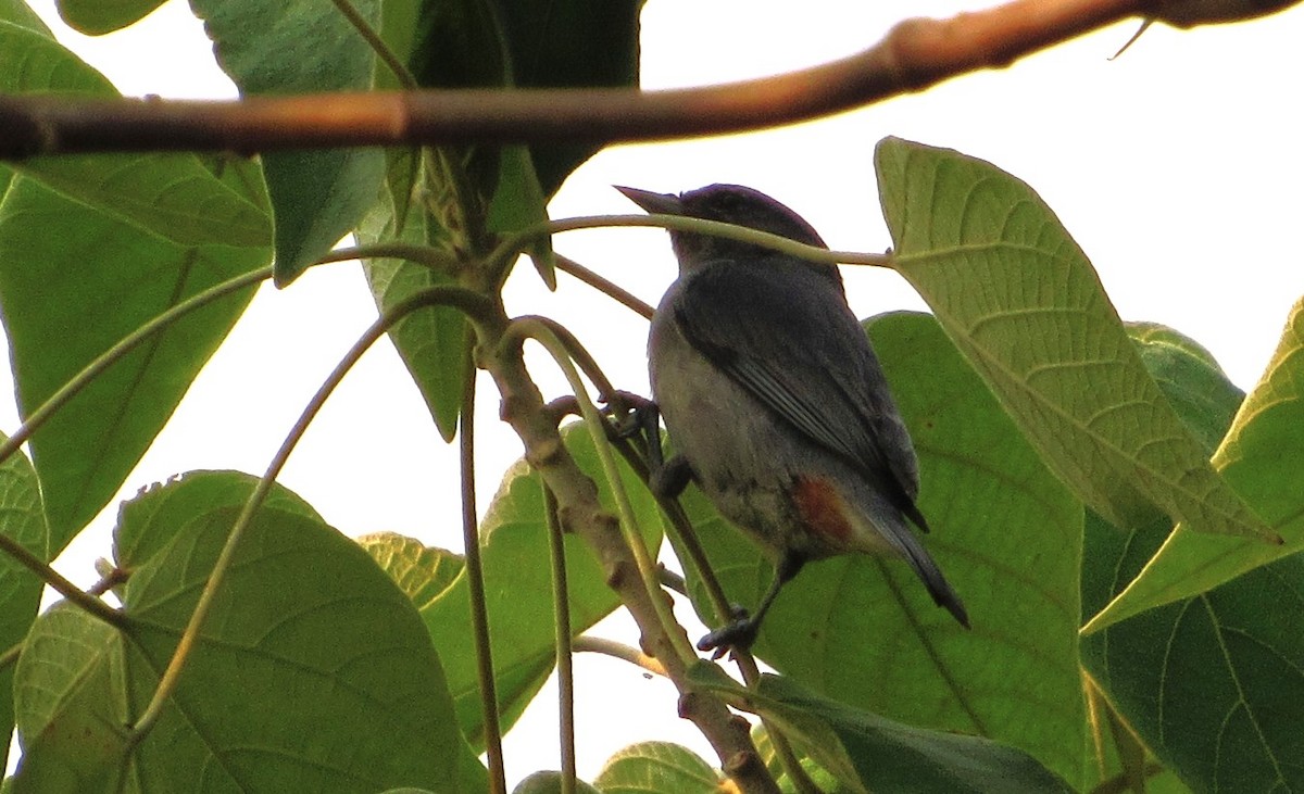 Chestnut-vented Conebill - ML622653008