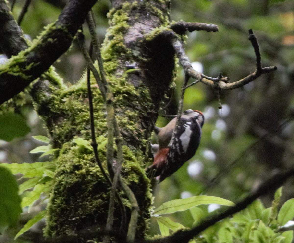 Himalayan Woodpecker - ML622653011