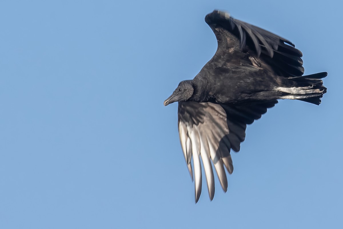 Black Vulture - ML622653019