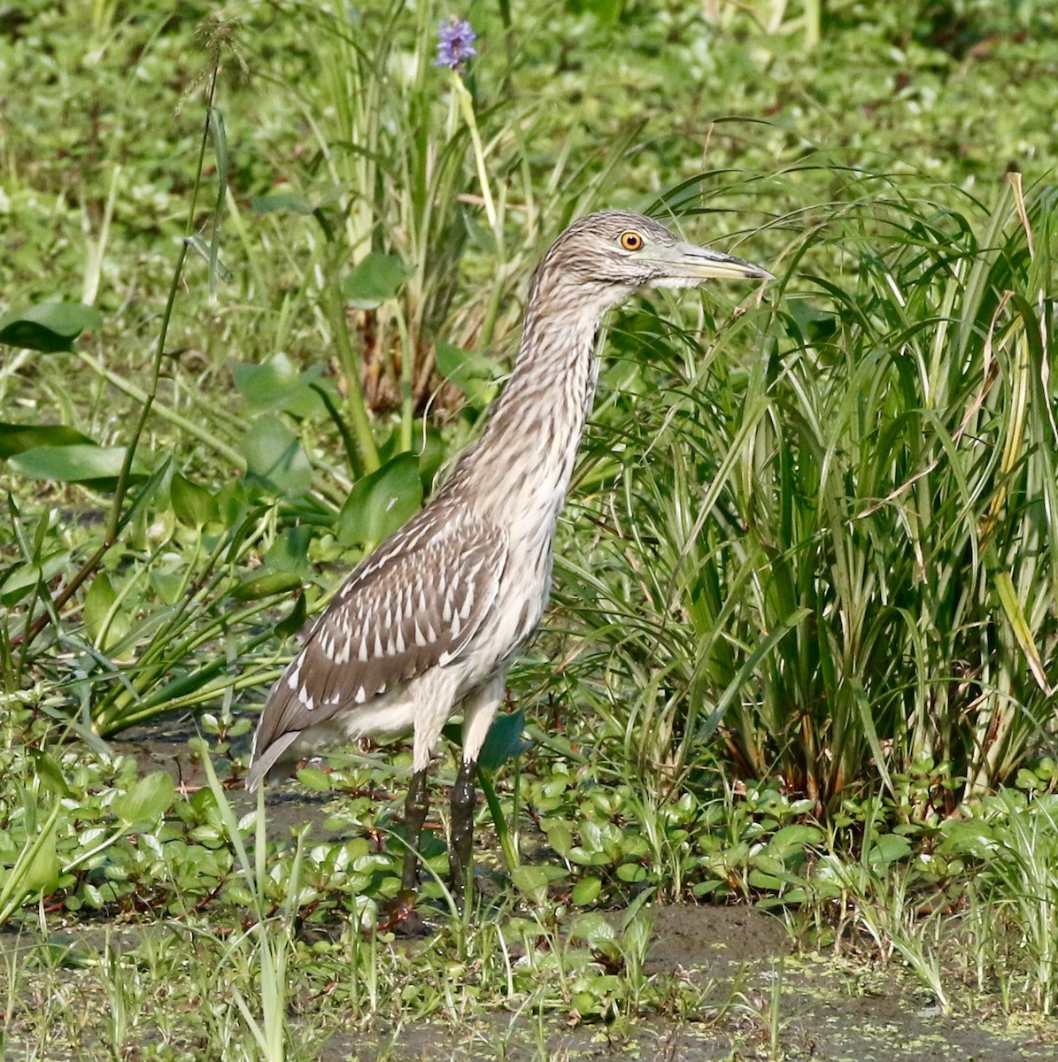 Black-crowned Night Heron - ML622653020