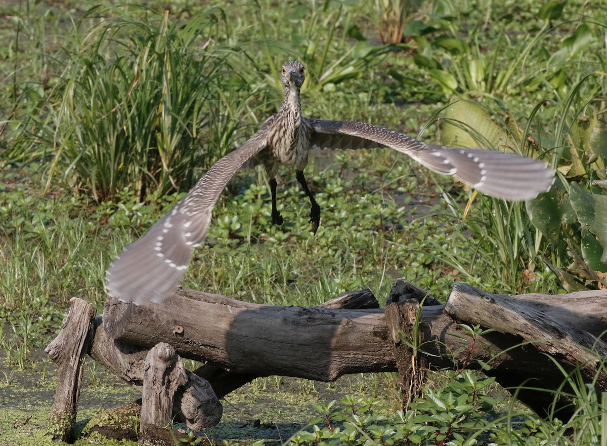Black-crowned Night Heron - ML622653034