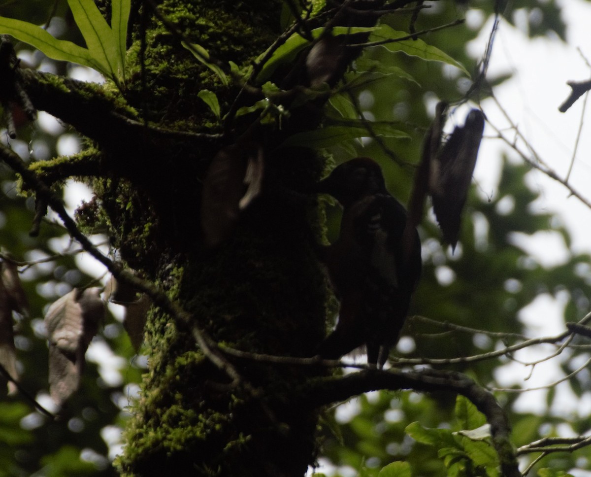 Himalayan Woodpecker - ML622653109