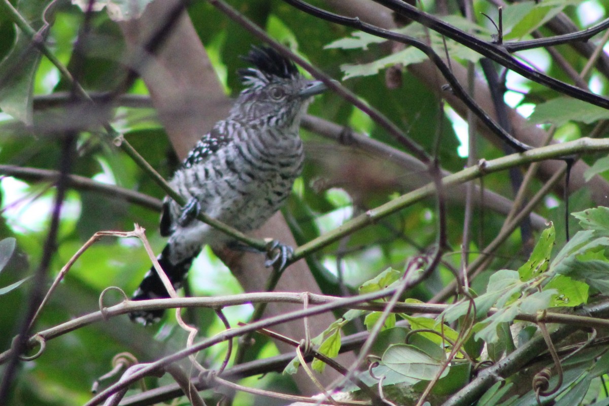 Barred Antshrike (Barred) - ML622653130