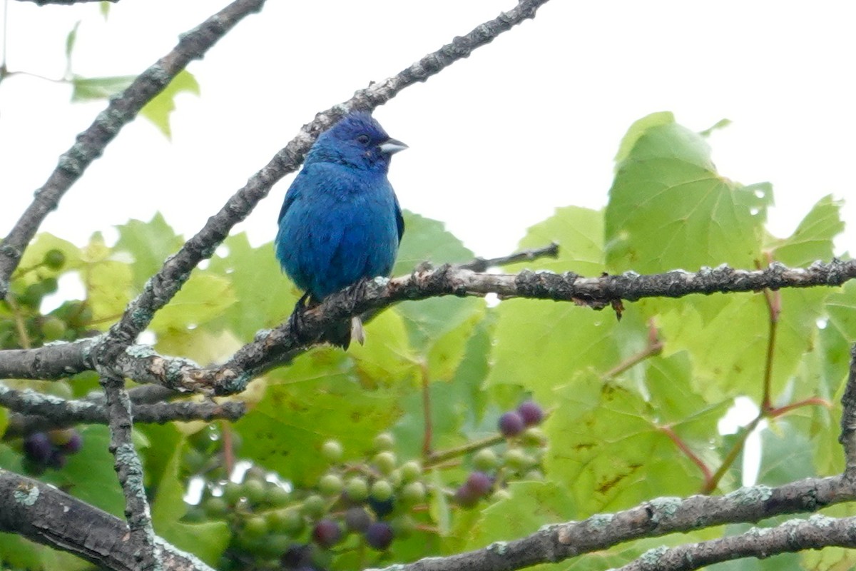 Indigo Bunting - ML622653231