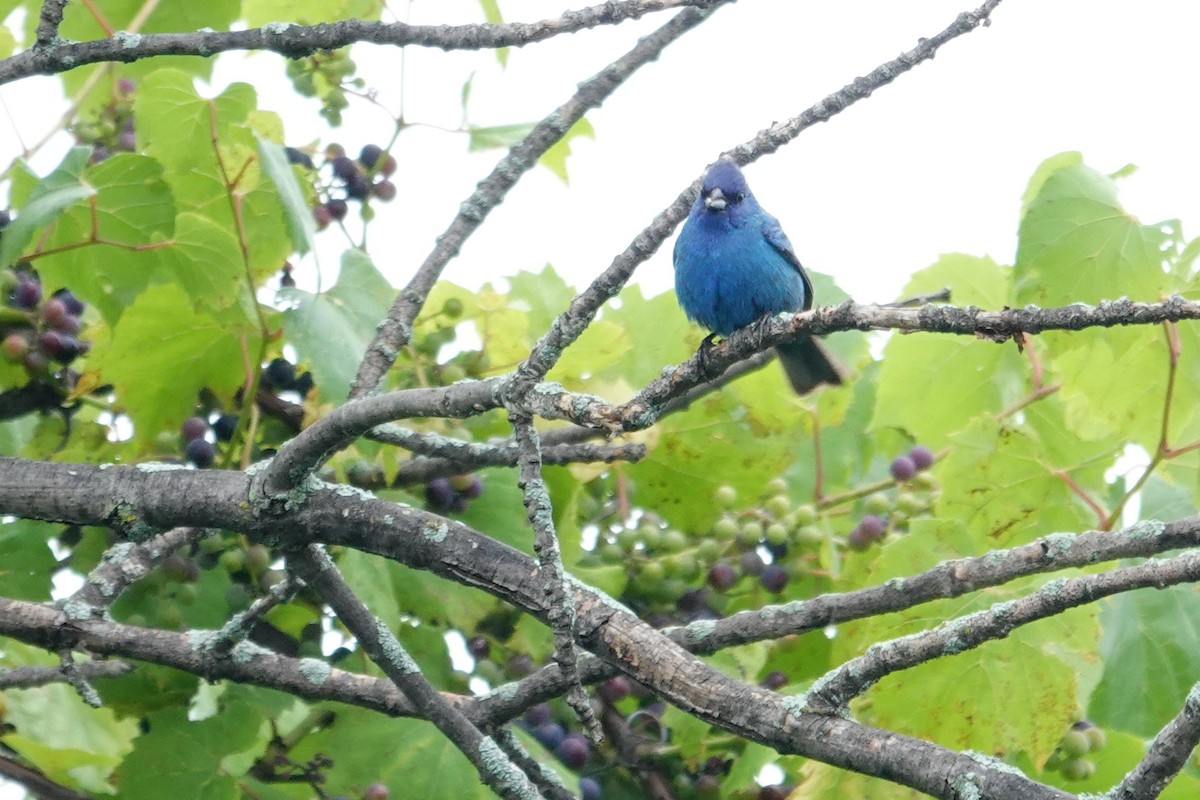 Indigo Bunting - ML622653233