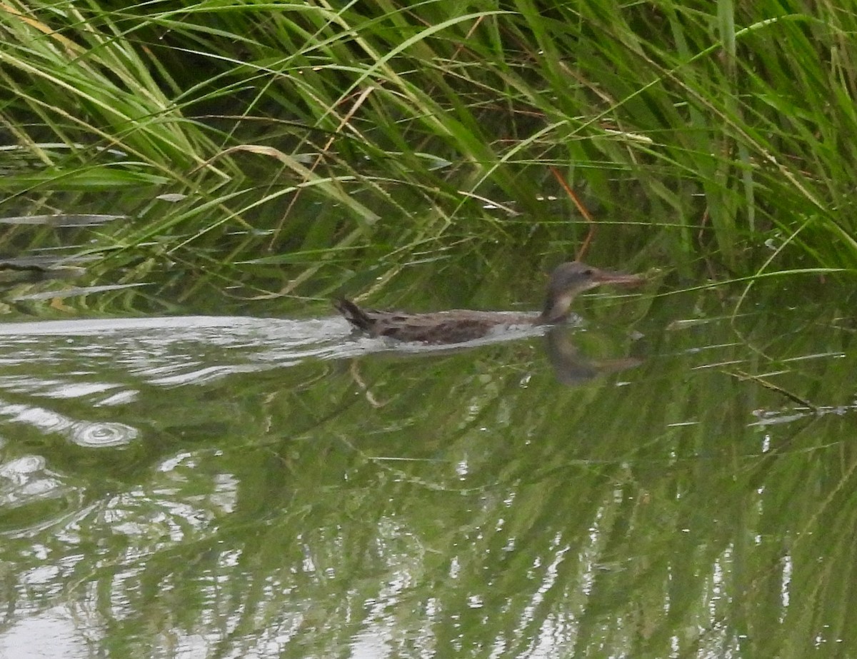 Clapper Rail - ML622653238