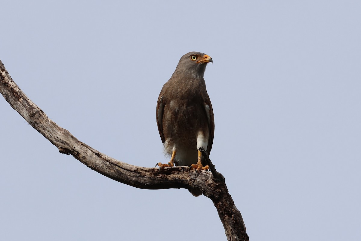 Rufous-winged Buzzard - ML622653312