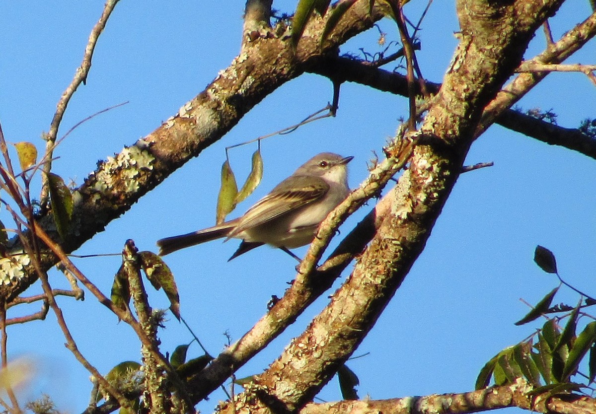 Suiriri Flycatcher - ML622653347