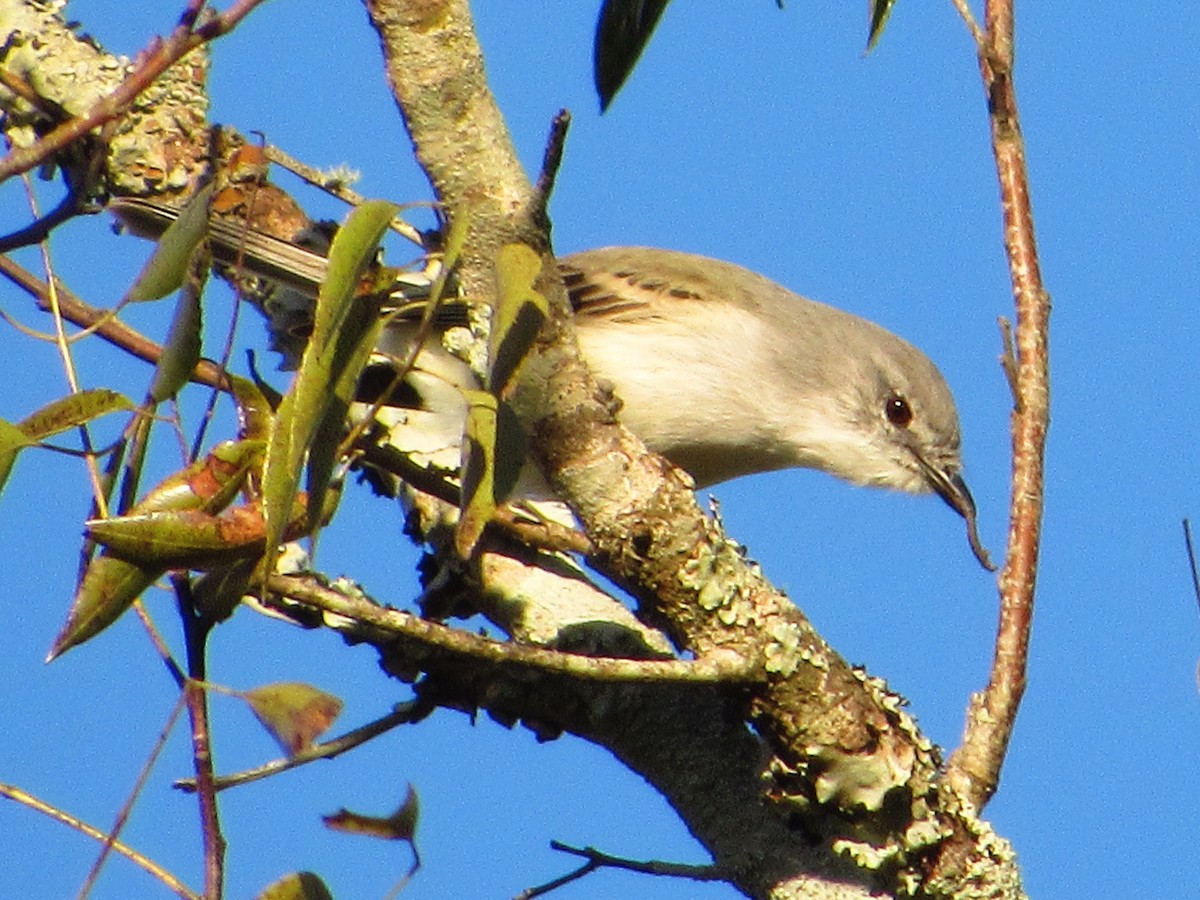 Suiriri Flycatcher - ML622653348