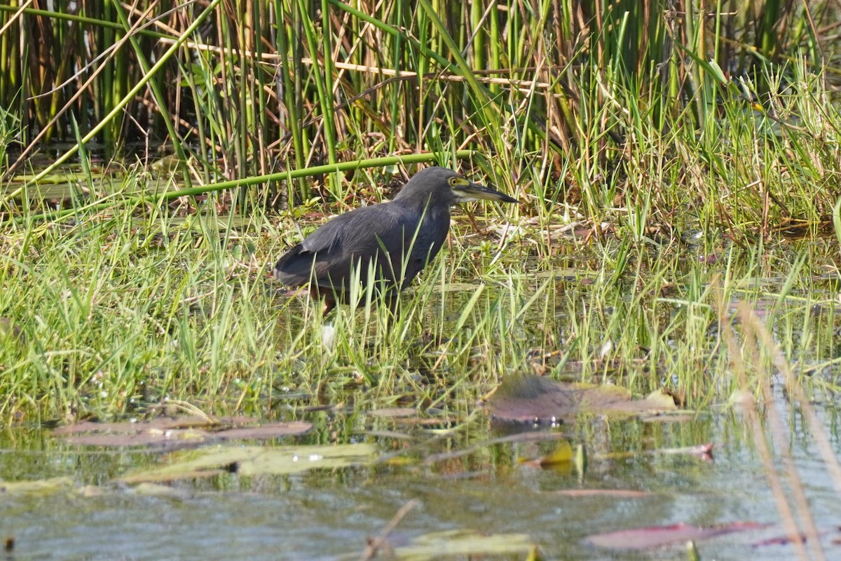 Rufous-bellied Heron - ML622653361