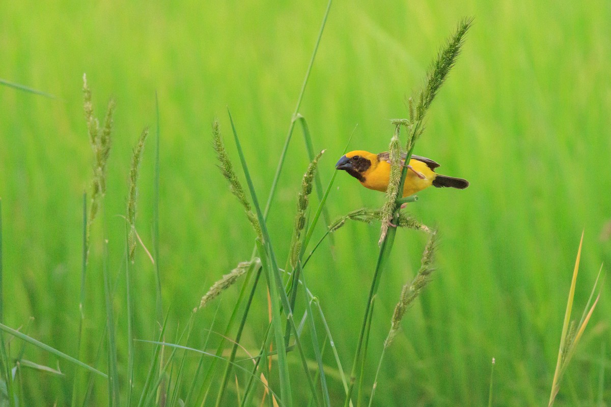 Asian Golden Weaver - ML622653367