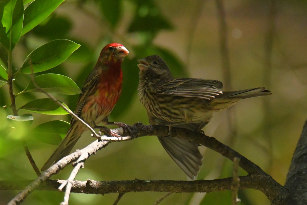 House Finch - ML622653371