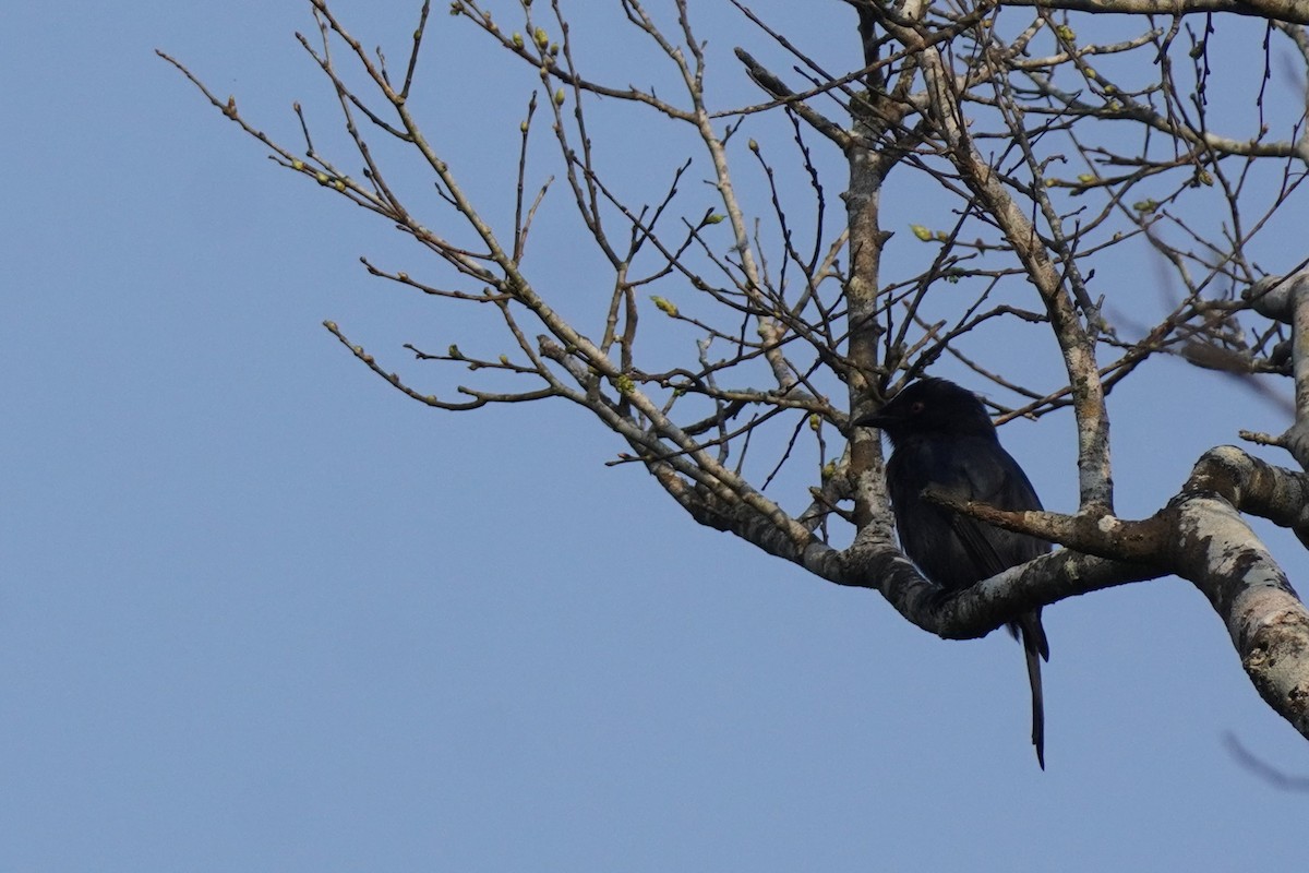 Square-tailed Drongo - ML622653424