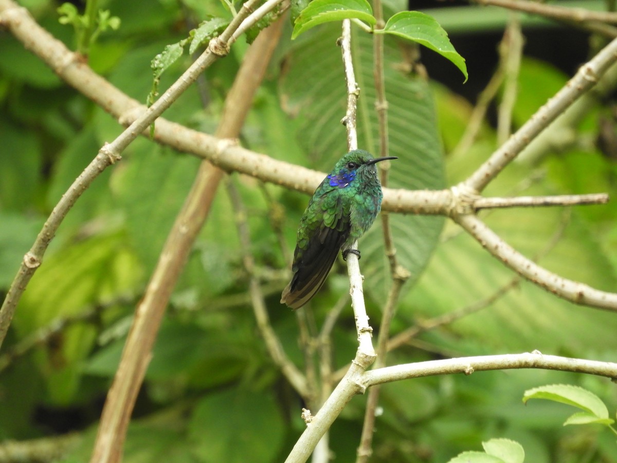 Colibrí Oreja Violeta Menor (andino) - ML622653452