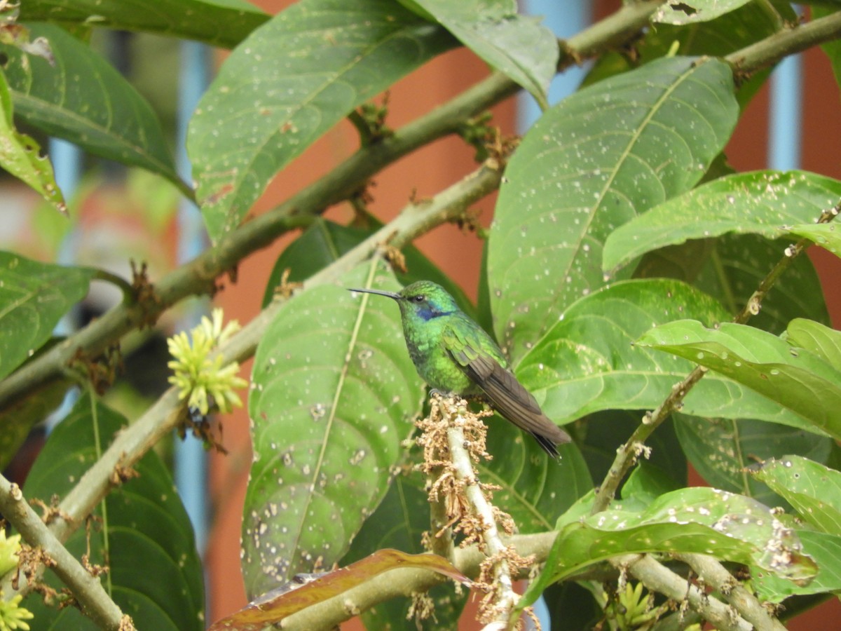 Colibrí Oreja Violeta Menor (andino) - ML622653453