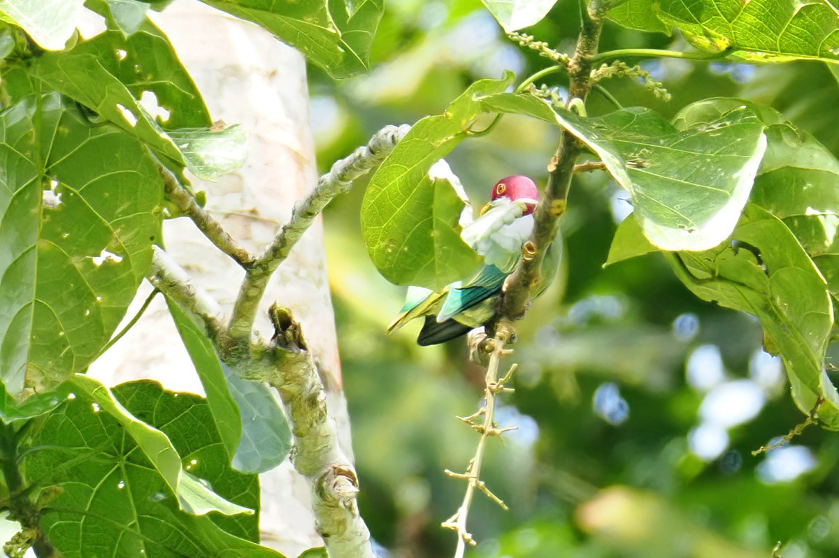 Ornate Fruit-Dove (Western) - ML622653523