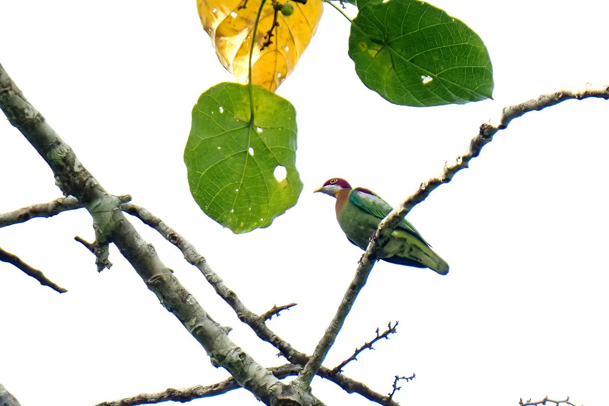 Ornate Fruit-Dove (Western) - ML622653524