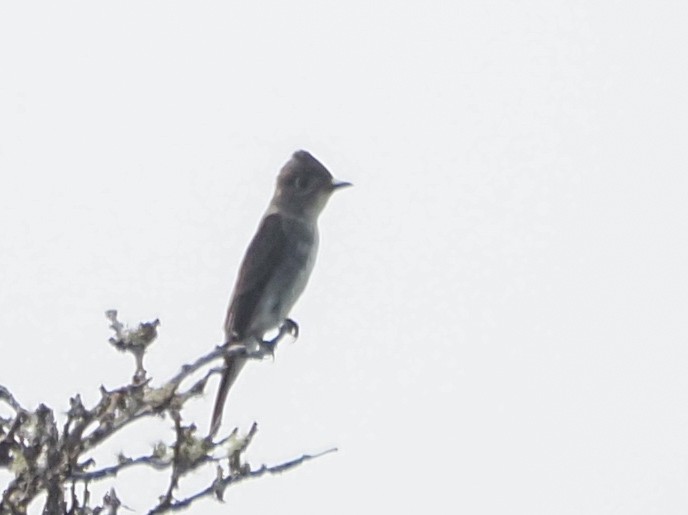 Olive-sided Flycatcher - ML622653533