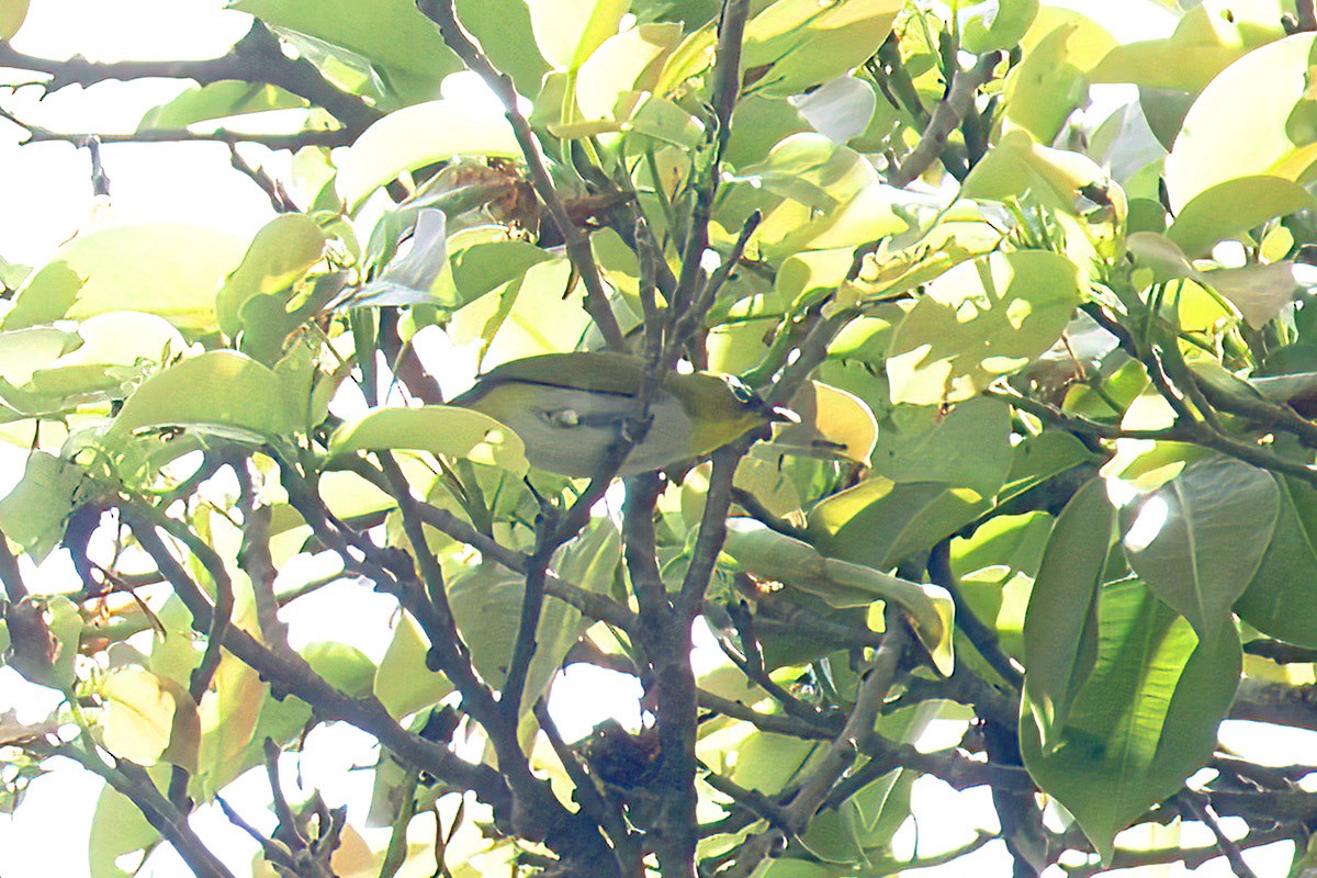 Black-fronted White-eye - ML622653605