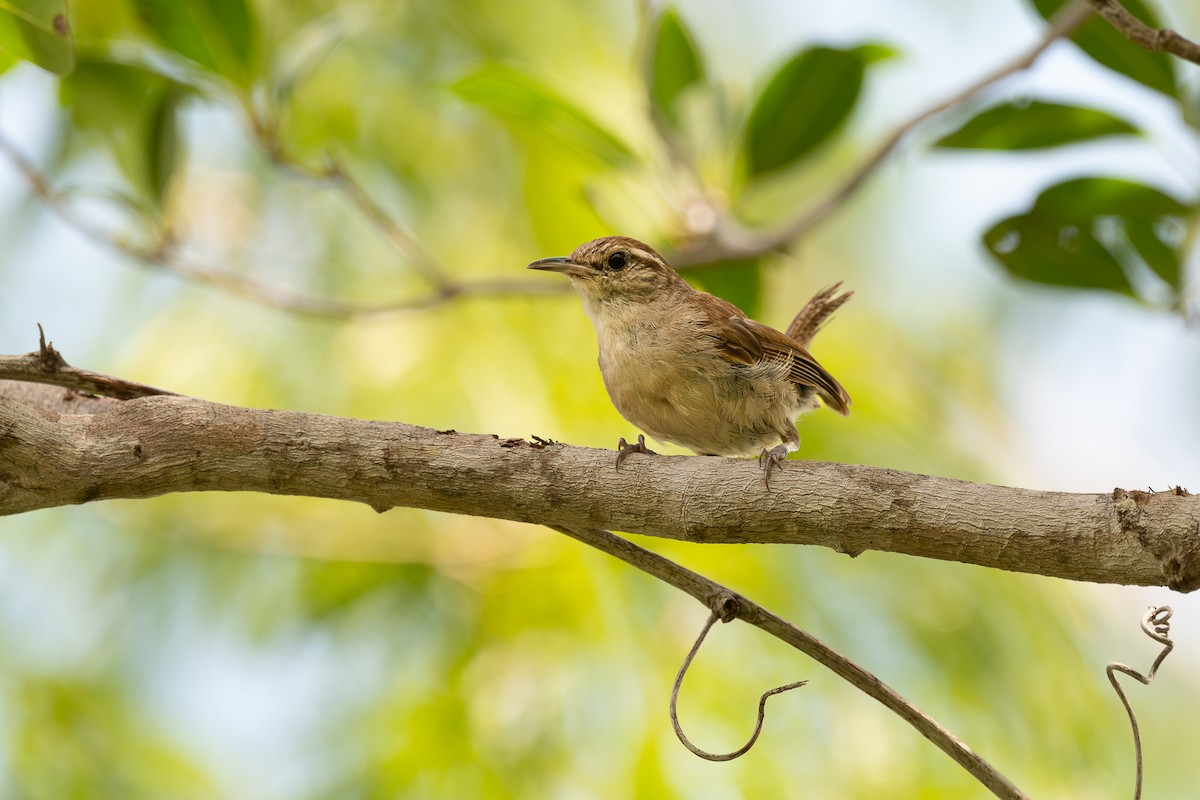 White-bellied Wren - ML622653617