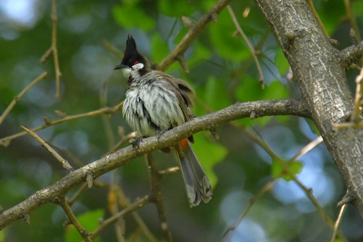 Red-whiskered Bulbul - ML622653620