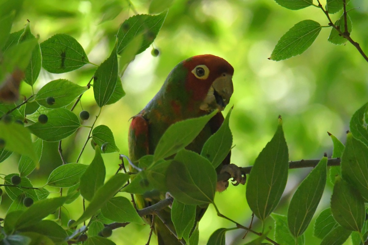 Red-masked Parakeet - ML622653624