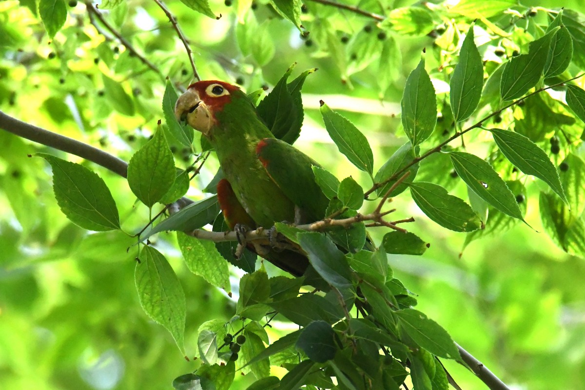 Red-masked Parakeet - ML622653628