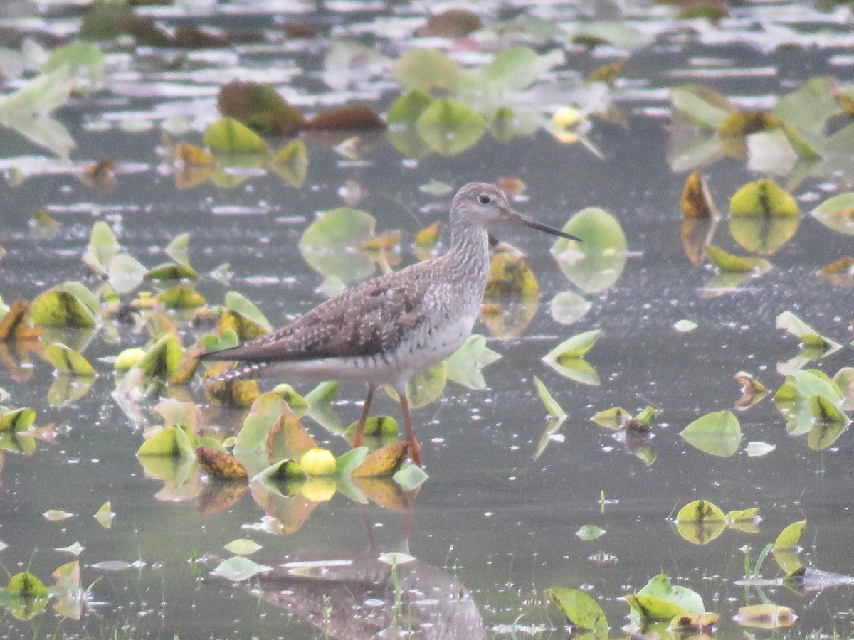 Greater Yellowlegs - ML622653658