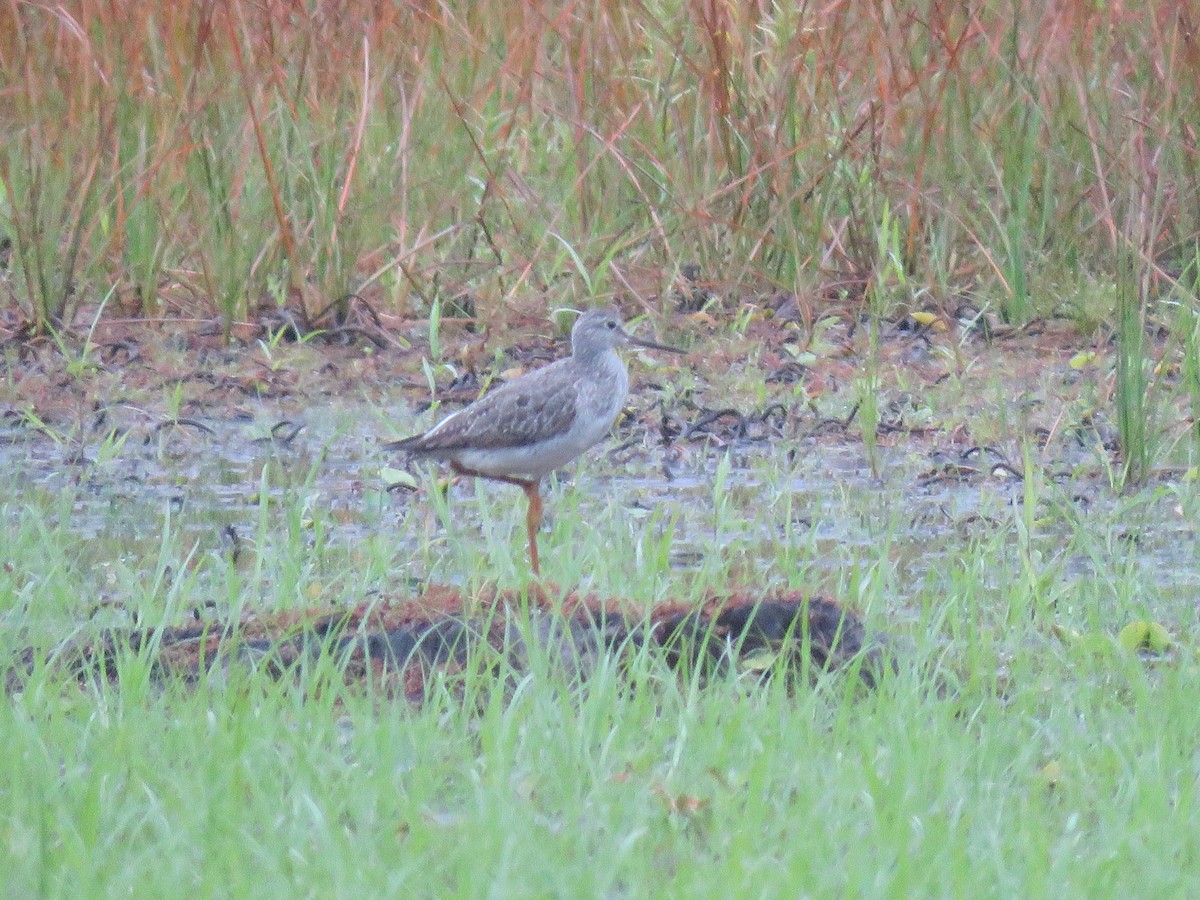 Greater Yellowlegs - ML622653667