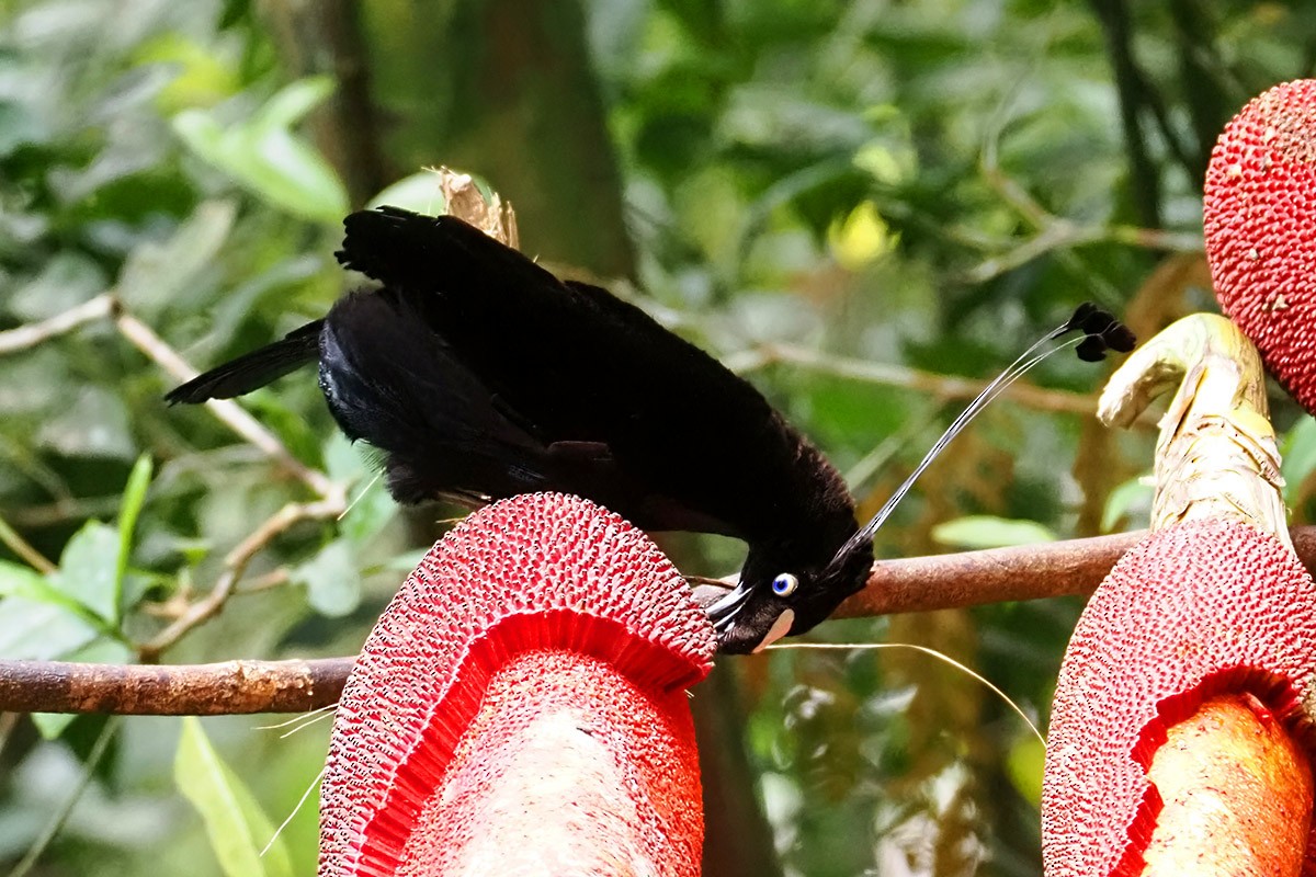 Western Parotia - ML622653687