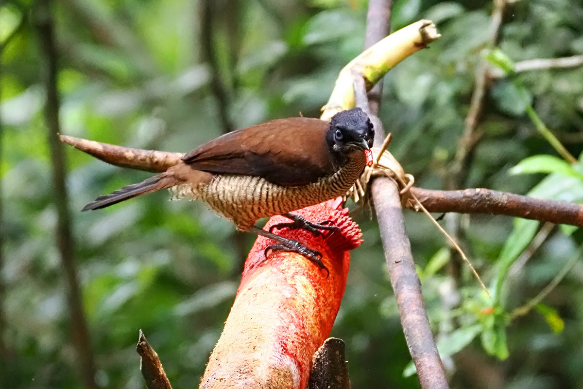 Western Parotia - ML622653688