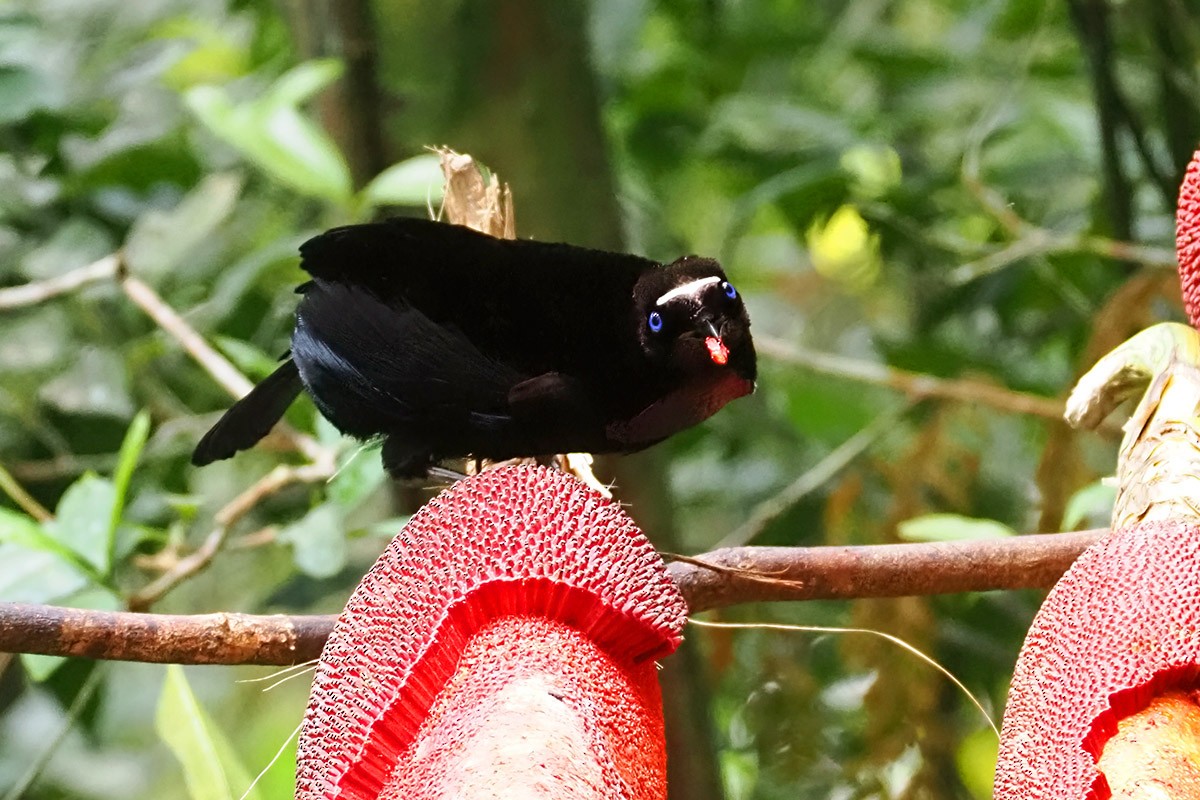 Western Parotia - ML622653689