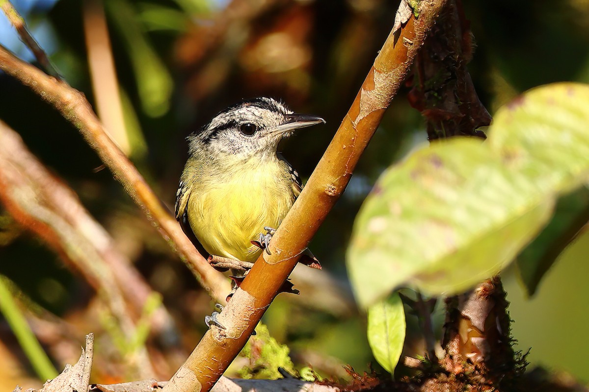 Rufous-margined Antwren - Fabio Landmeier