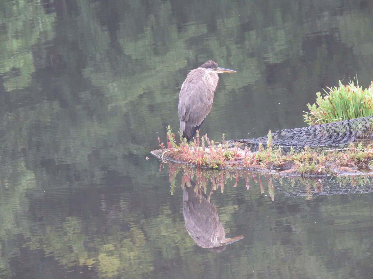 Great Blue Heron - ML622653697