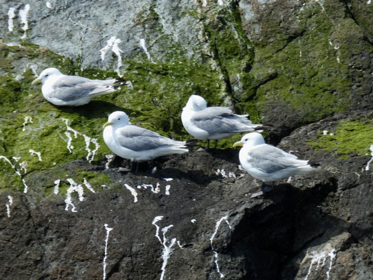 Black-legged Kittiwake - ML622653716