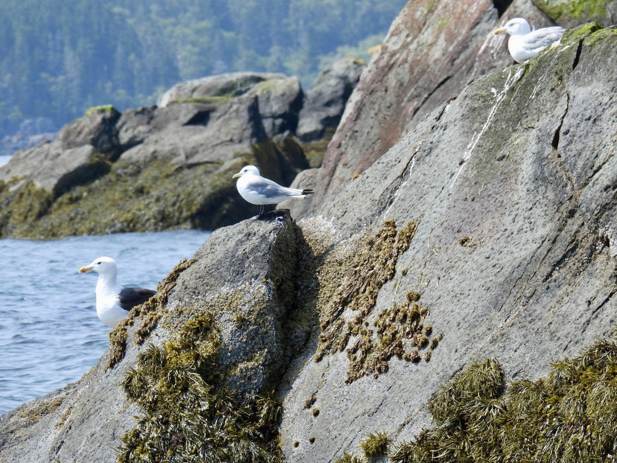 Black-legged Kittiwake - ML622653718