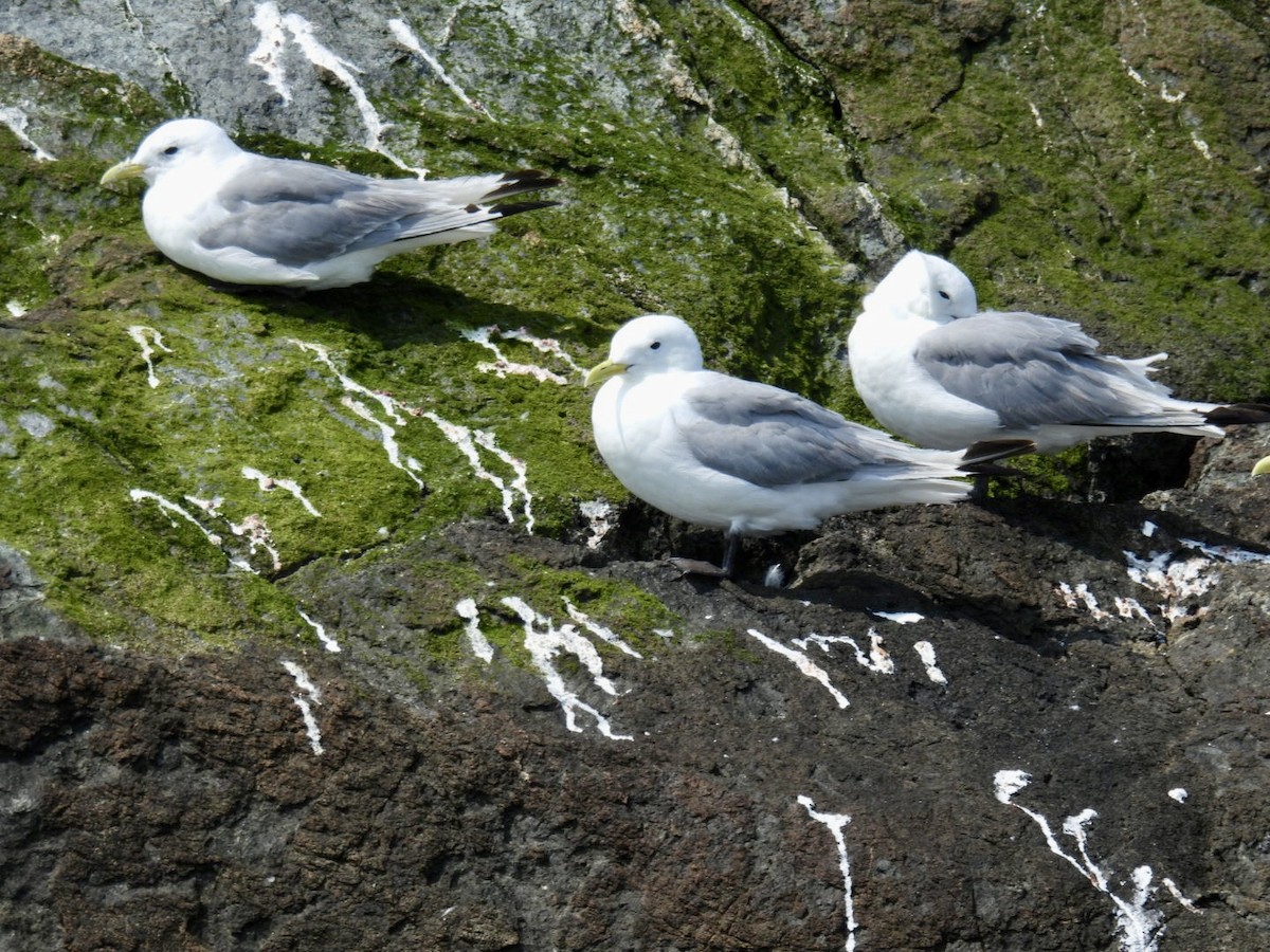 Mouette tridactyle - ML622653719