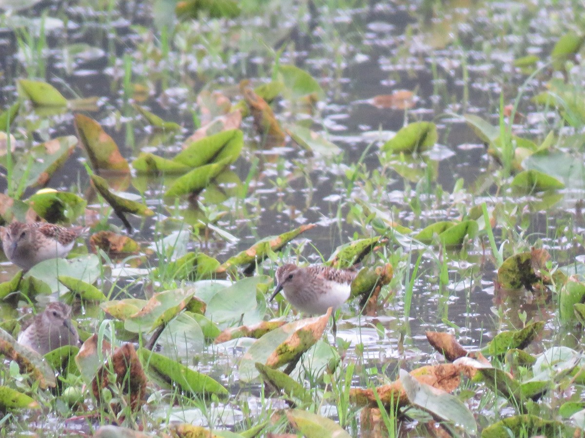 Least Sandpiper - Keith Jahoda