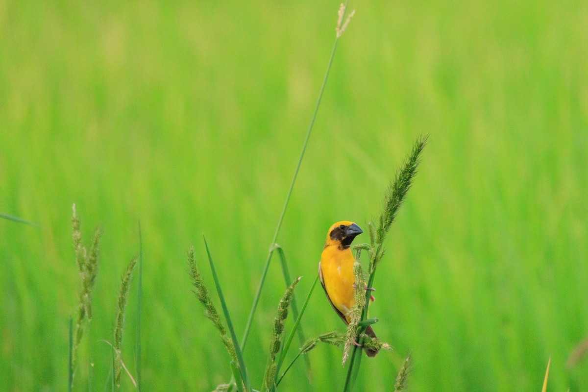 Asian Golden Weaver - ML622653806